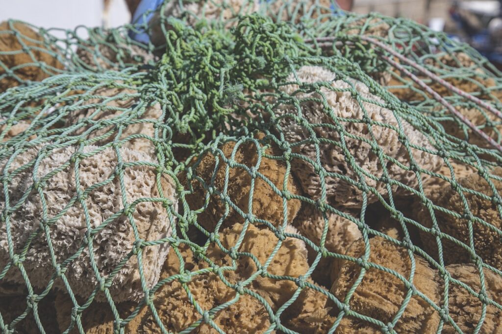 Akvaryum Bitkileri: Sağlıklı ve Renkli Bir Akvaryum İçin İpuçları